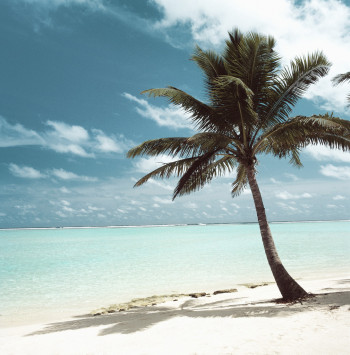 Palm Tree on a Beach